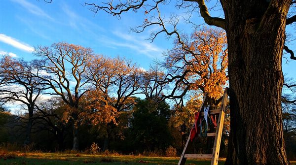 Explore top tree surgeon training programs available in kent